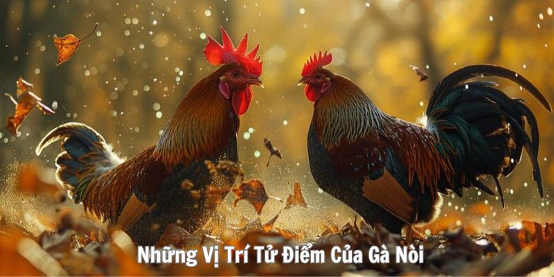 Tìm hiểu bộ phận cần được bảo vệ của gà chiến ở chân