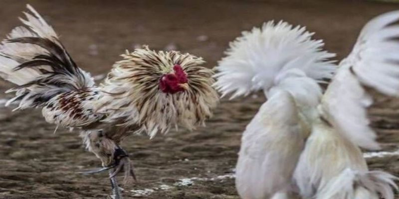 Điều kiện để tham gia đá gà U888