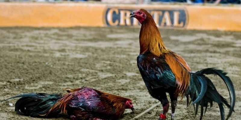 Giới thiệu về sảnh chơi đá gà trực tuyến U888