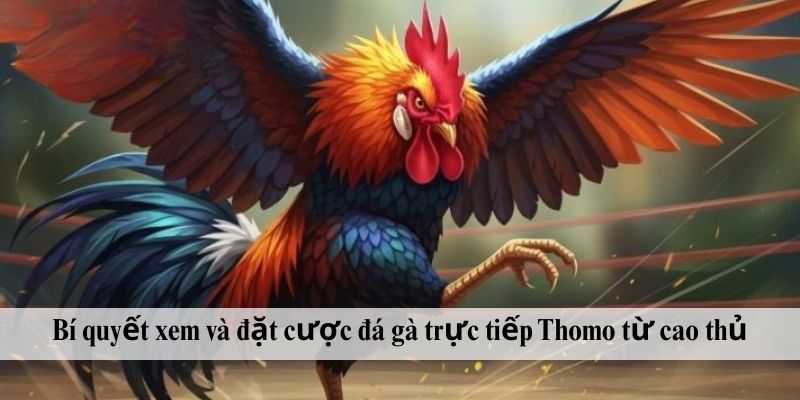 Bí quyết xem và đặt cược đá gà trực tiếp Thomo từ cao thủ
