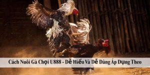 Cách Nuôi Gà Chọi U888 - Dễ Hiểu Và Dễ Dàng Áp Dụng Theo