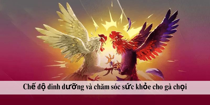 Chế độ dinh dưỡng và chăm sóc sức khỏe cho gà chọi
