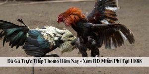 Đá Gà Trực Tiếp Thomo Hôm Nay - Xem HD Miễn Phí Tại U888