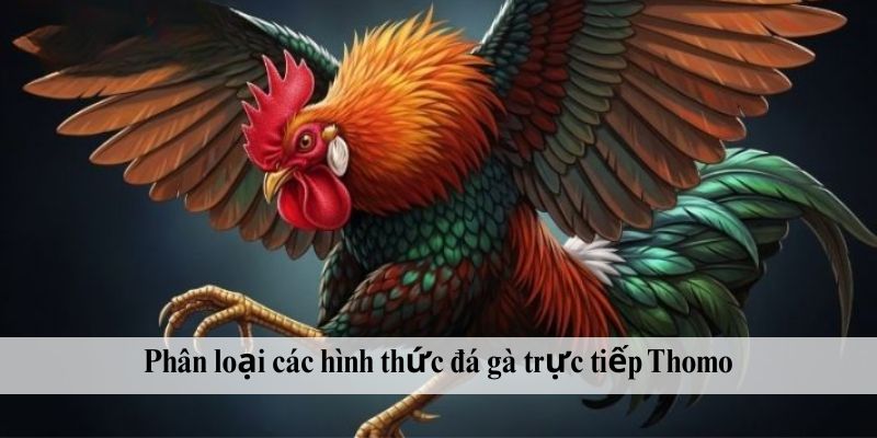 Phân loại các hình thức đá gà trực tiếp Thomo