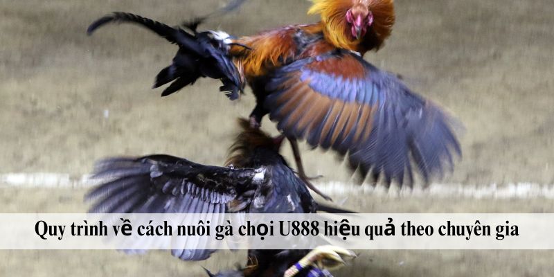 Quy trình về cách nuôi gà chọi U888 hiệu quả theo chuyên gia