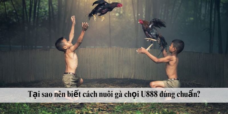 Tại sao nên biết cách nuôi gà chọi U888 đúng chuẩn?
